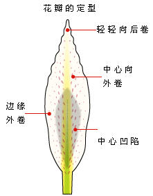 逼真的百合花折纸教程