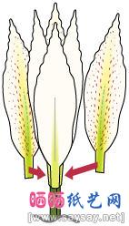 逼真的百合花折纸教程
