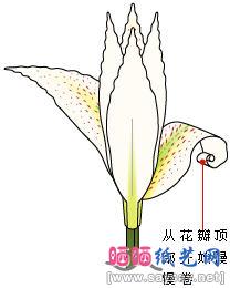 逼真的百合花折纸教程