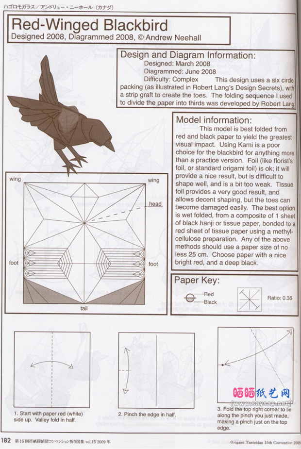 美洲红翼鸫手工折纸实拍教程图片步骤1