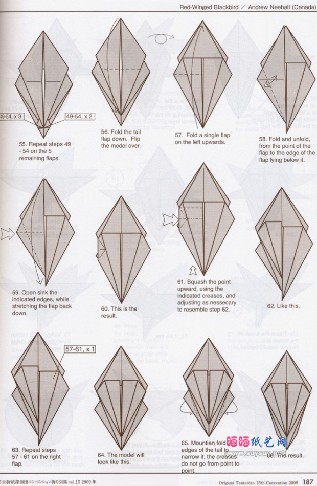美洲红翼鸫手工折纸实拍教程图片步骤6